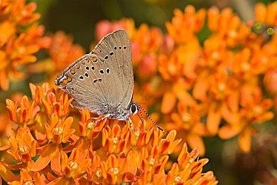 双摇杆类银河城动作游戏《生锈苔藓》4＆12推出