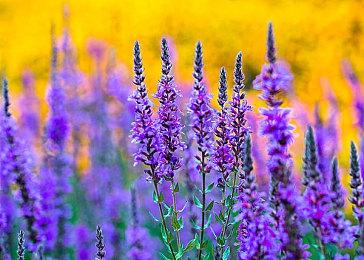 《赛博朋克2077》Steam Deck测试：Steam OS比Win10快17%